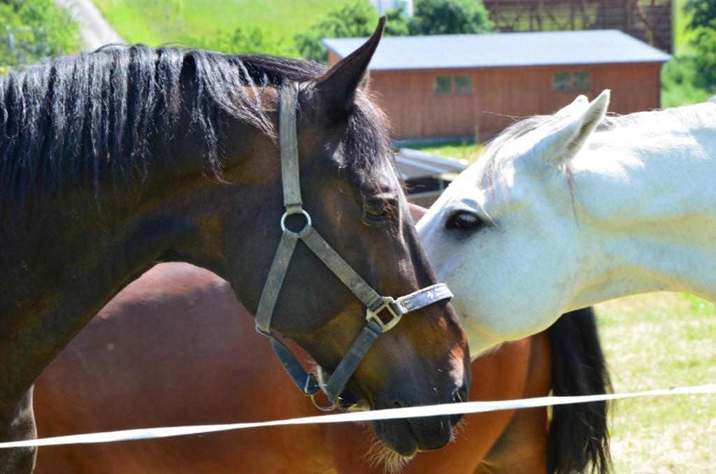 Hotel Horse Riding - Jezdecky Areal Tršice מראה חיצוני תמונה