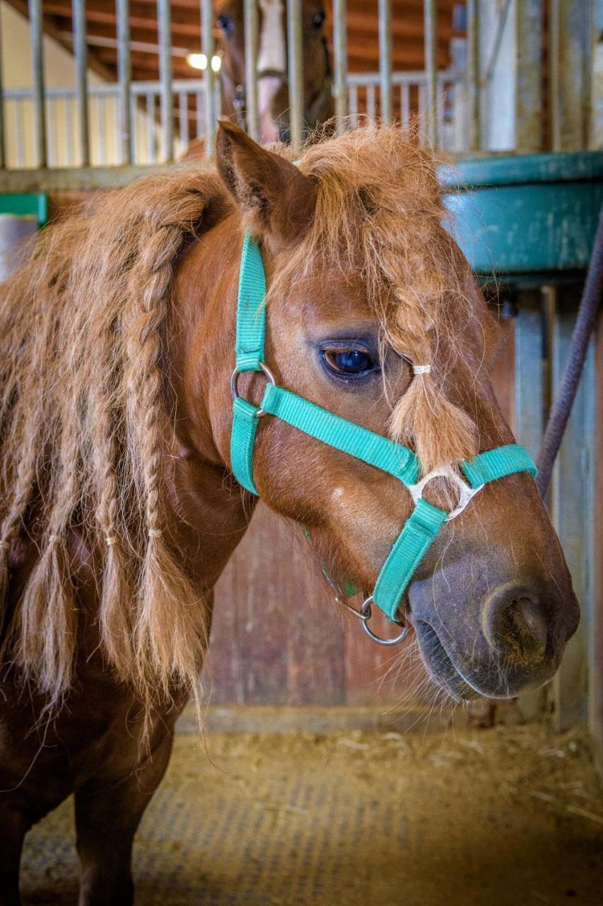 Hotel Horse Riding - Jezdecky Areal Tršice מראה חיצוני תמונה